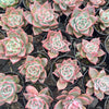 [PACK of 10 PLANTS] x Echeveria 'RED DRAGON'