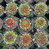 [PACK of 10 PLANTS] x  Sempervivum 'More Honey'