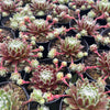 [PACK of 10 PLANTS] x Sempervivum 'Spring Beauty'