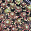 [PACK of 10 PLANTS] x Sempervivum 'Spring Beauty'