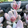 [PACK of 10 PLANTS] x Pachyphytum glutinicaule (lot of marks)