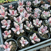 [PACK of 10 PLANTS] x Pachyphytum glutinicaule (lot of marks)