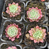 [PACK of 10 PLANTS] x Echeveria 'Hermes'