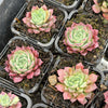 [PACK of 10 PLANTS] x Echeveria 'Hermes'
