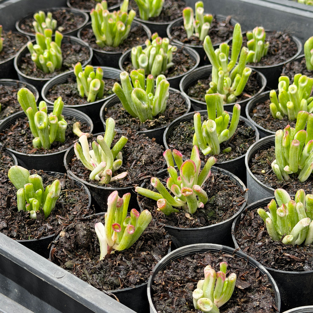 [PACK of 10 PLANTS] x Crassula ovata ‘Gollum’ variegated