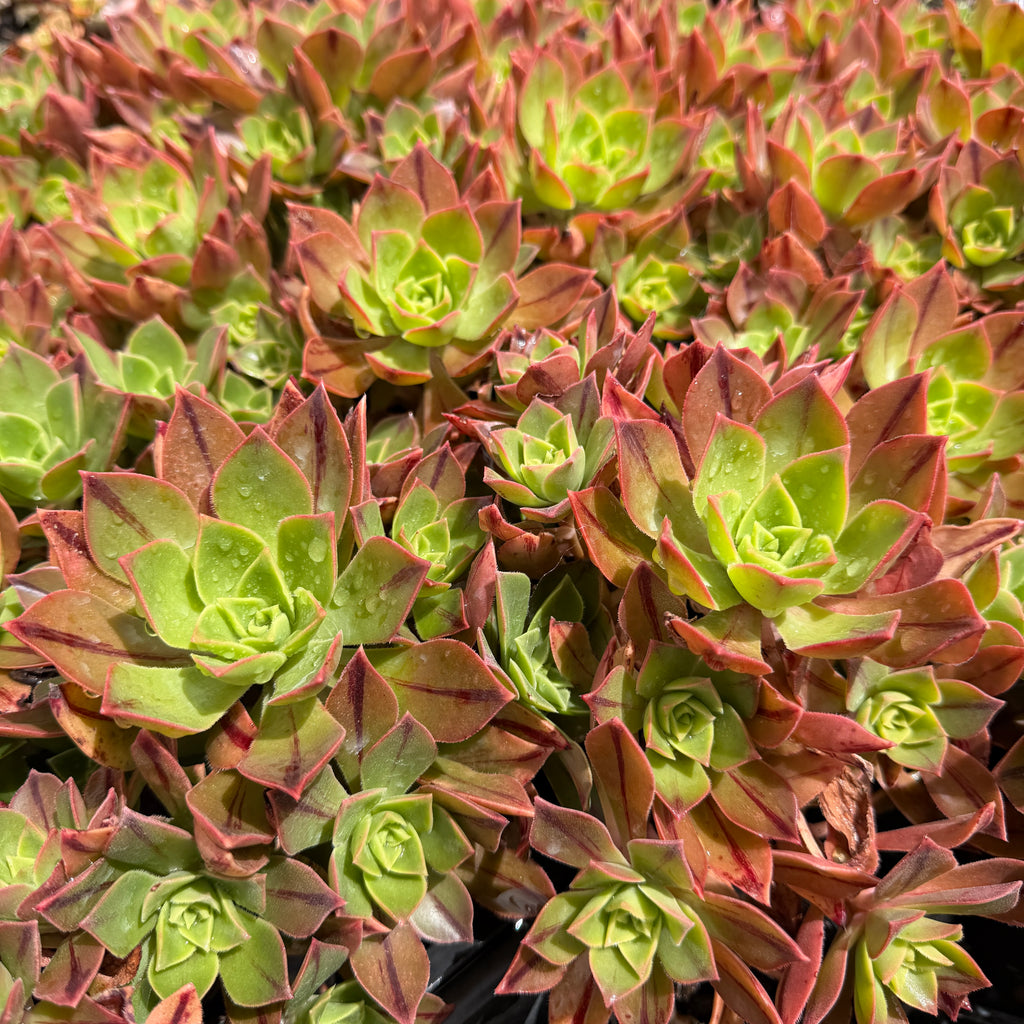 [PACK of 10 PLANTS] x Aeonium leucoblepharum (Yemen Form)(w/pup)