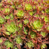 [PACK of 10 PLANTS] x Aeonium leucoblepharum (Yemen Form)(w/pup)