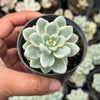 [PACK of 10 PLANTS] x Sedum Clavatum Variegated (no pup)