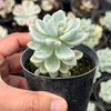 Sedum Clavatum Variegated