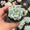 Sedum Clavatum Variegated