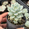 Sedum Clavatum Variegated