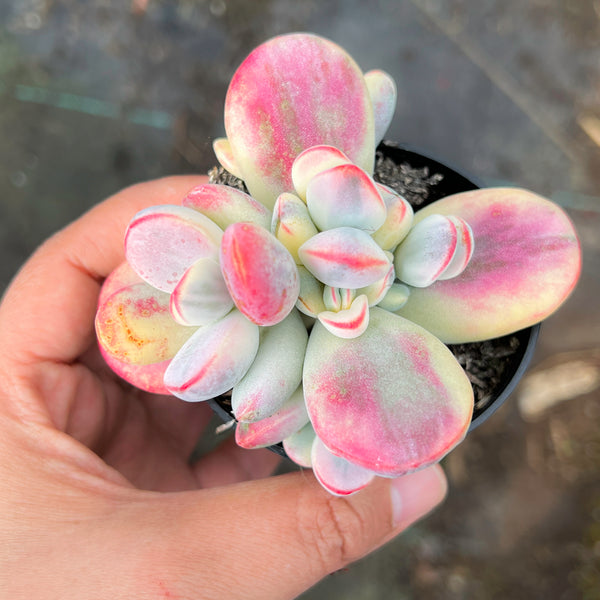 Cotyledon Orbiculata cv. Short Round Leaf variegated