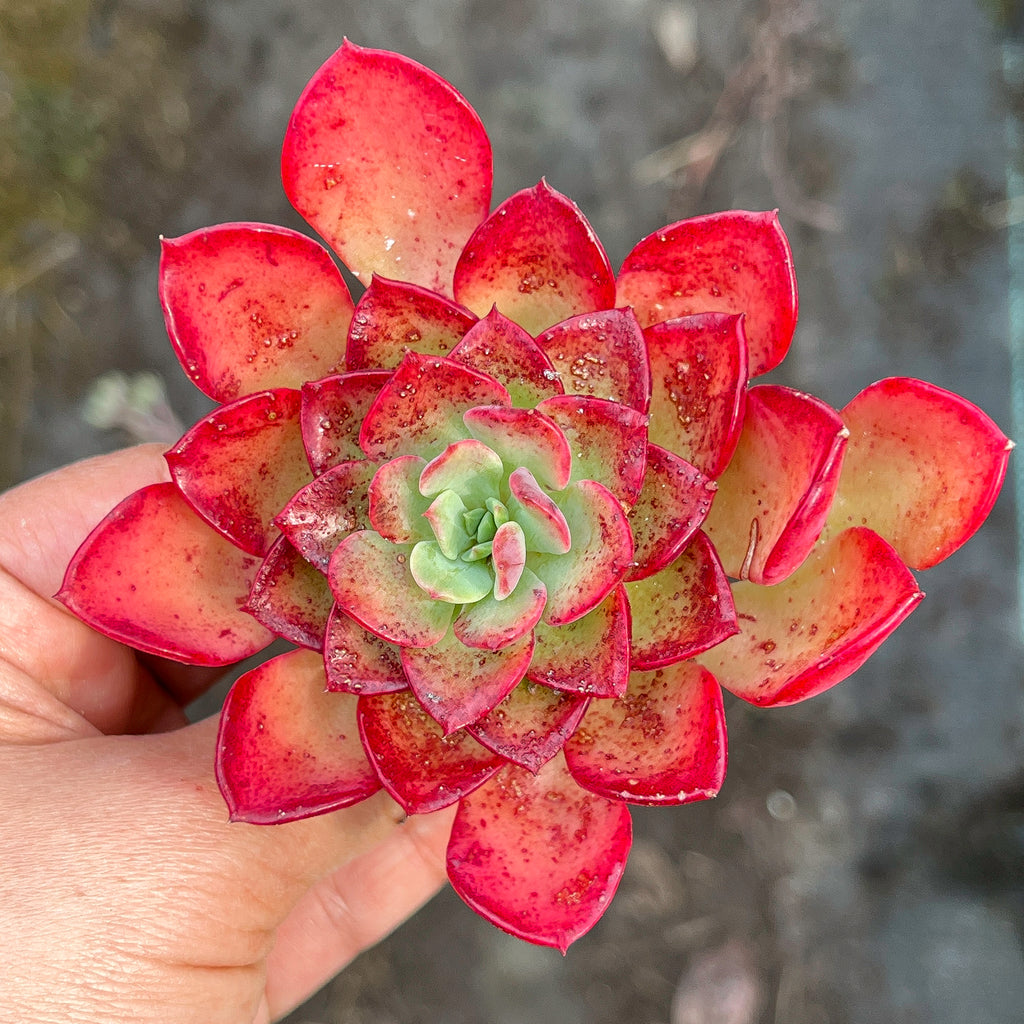 succulent red Echeveria 'Noble Red' – LET LOVE GROW (Succulent & Cactus)
