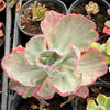 [PACK of 10 PLANTS] x Echeveria 'Flying Cloud'