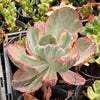 [PACK of 10 PLANTS] x Echeveria 'Flying Cloud'
