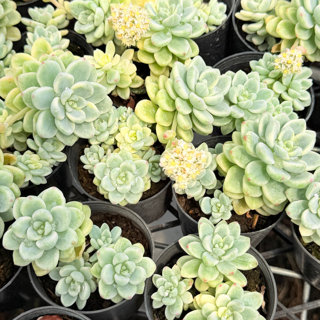 [PACK of 10 PLANTS] x Sedum Clavatum Variegated (no pup)