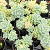 [PACK of 10 PLANTS] x Sedum Clavatum Variegated (no pup)