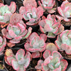 [PACK of 10 PLANTS] x Echeveria 'Flying Cloud'