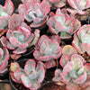 [PACK of 10 PLANTS] x Echeveria 'Flying Cloud'