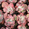 [PACK of 10 PLANTS] x Echeveria 'Flying Cloud'