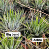 [PACK of 10 PLANTS] x Haworthia attenuata 'Zebra'