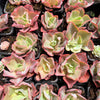 [PACK of 10 PLANTS] x Echeveria 'Takasago no Okina' (Takasago's old man)