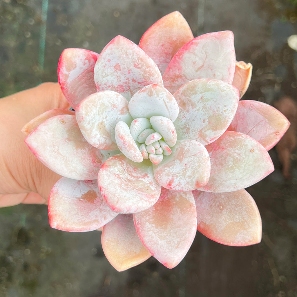 peach succulents Graptoveria 'Snow Peach' – LET LOVE GROW (Succulent & Cactus)