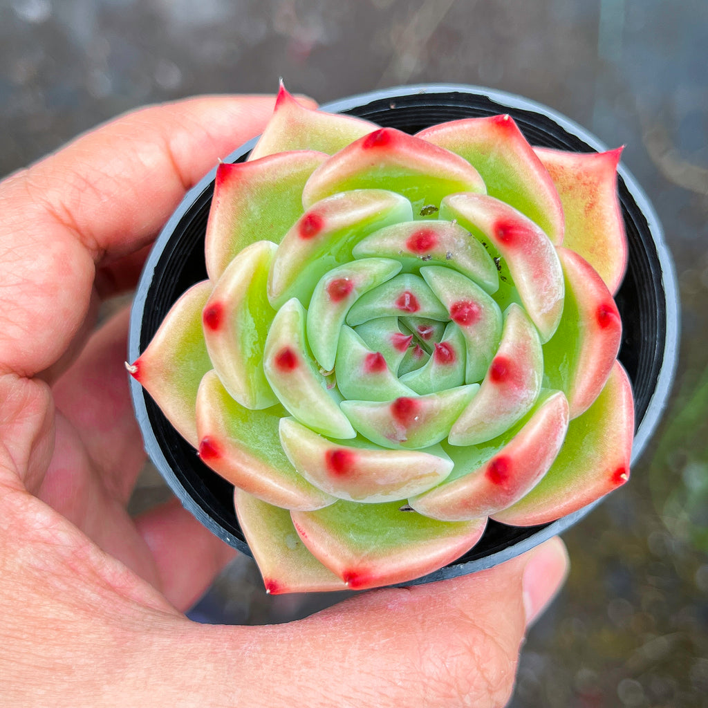 Echeveria 'White Dragon'