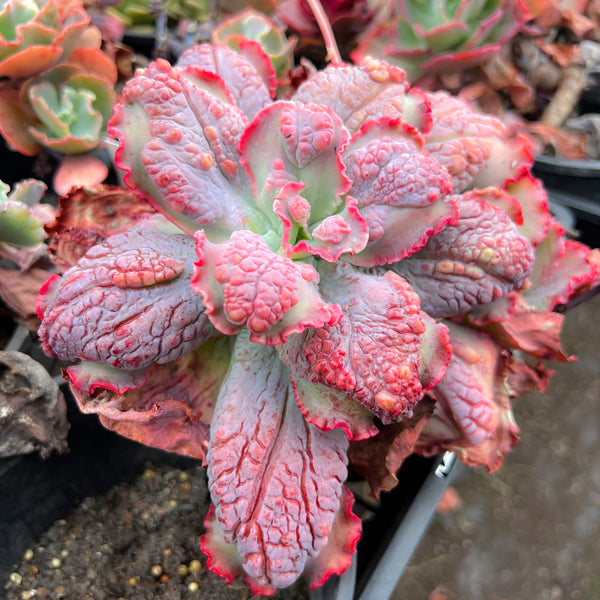 Echeveria 'Virginia Lee'