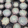 [PACK of 10 PLANTS] x  Echeveria 'Silhouette'