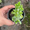Crassula ovata ‘Gollum’ variegated