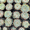 [PACK of 10 PLANTS] x  Echeveria Crystal Fairy