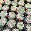 [PACK of 10 PLANTS] x  Echeveria Crystal Fairy