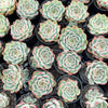 [PACK of 10 PLANTS] x  Echeveria Crystal Fairy