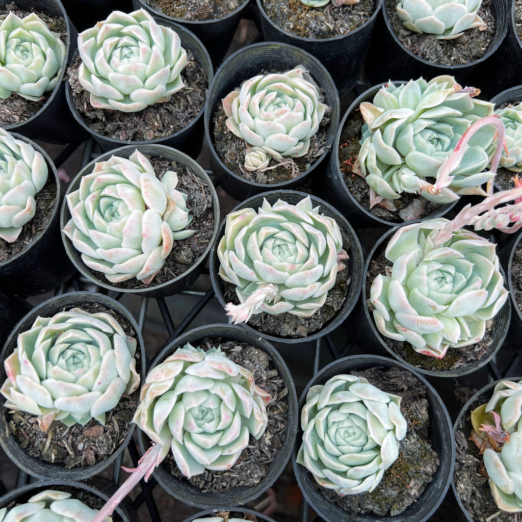 [PACK of 10 PLANTS] x Echeveria 'Cream Elegans'
