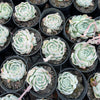 [PACK of 10 PLANTS] x Echeveria 'Cream Elegans'