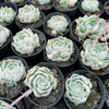[PACK of 10 PLANTS] x Echeveria 'Cream Elegans'