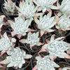 [PACK of 10 PLANTS] x Dudleya brittonii