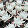[PACK of 10 PLANTS] x Dudleya brittonii