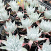 [PACK of 10 PLANTS] x Dudleya brittonii