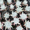 [PACK of 10 PLANTS] x Dudleya brittonii