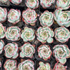 [PACK of 10 PLANTS] x Echeveria 'White Dragon'