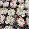 [PACK of 10 PLANTS] x Echeveria 'White Dragon'