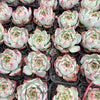 [PACK of 10 PLANTS] x Echeveria 'White Dragon'