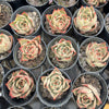 [PACK of 10 PLANTS] x Echeveria 'Jade Star'