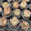 [PACK of 10 PLANTS] x Echeveria 'Jade Star'