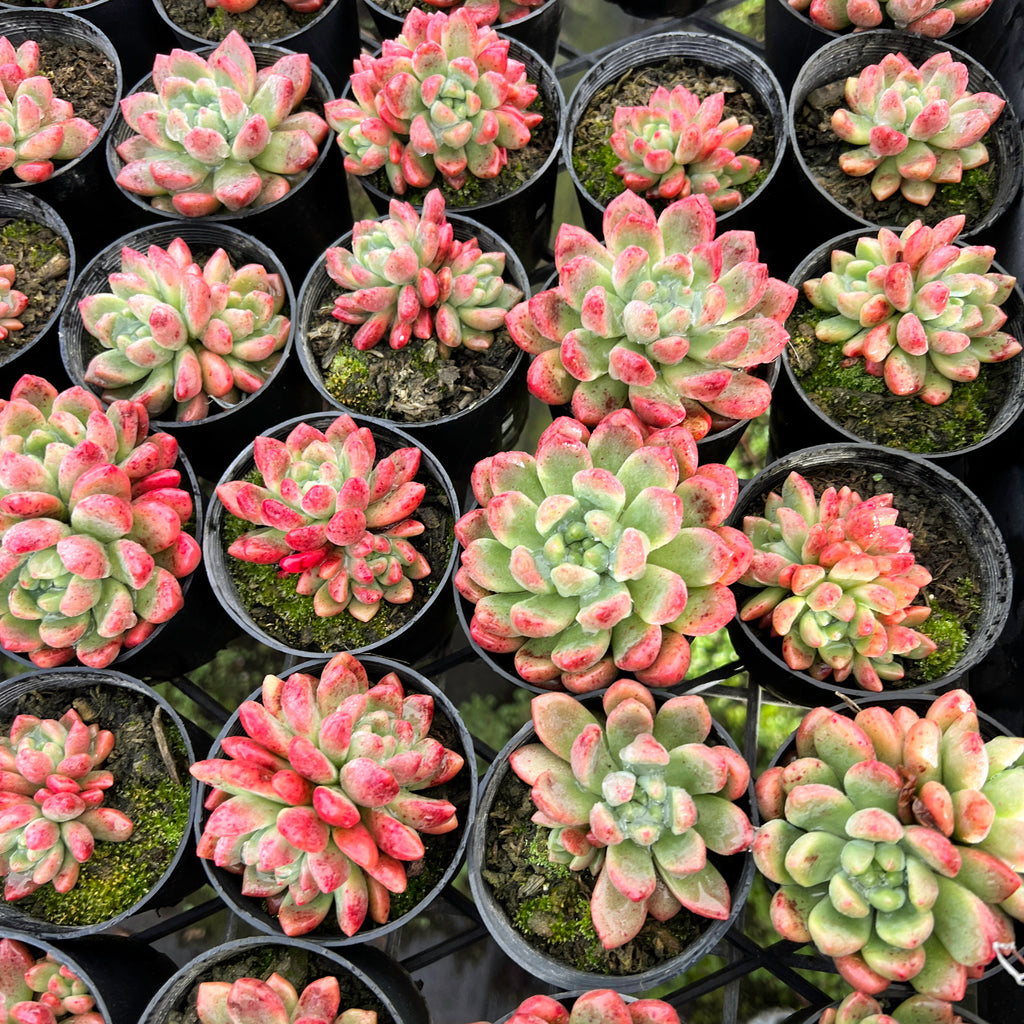 [PACK of 10 PLANTS] x Pachyveria paradox