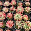 [PACK of 10 PLANTS] x Pachyveria paradox