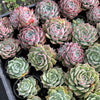 [PACK of 10 PLANTS] x  Echeveria 'Love Goddess'