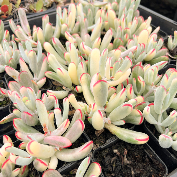 Cotyledon Orbiculata cv. Long Leaf Variegated (S)